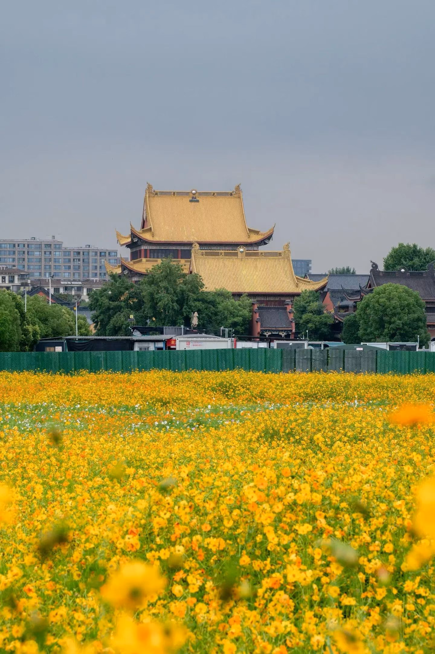 两载，花海如故